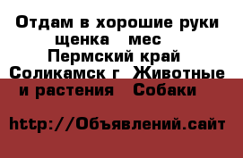 Отдам в хорошие руки щенка 4 мес. - Пермский край, Соликамск г. Животные и растения » Собаки   